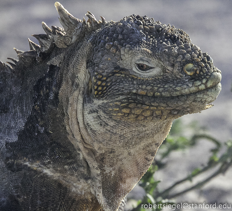 galapagos